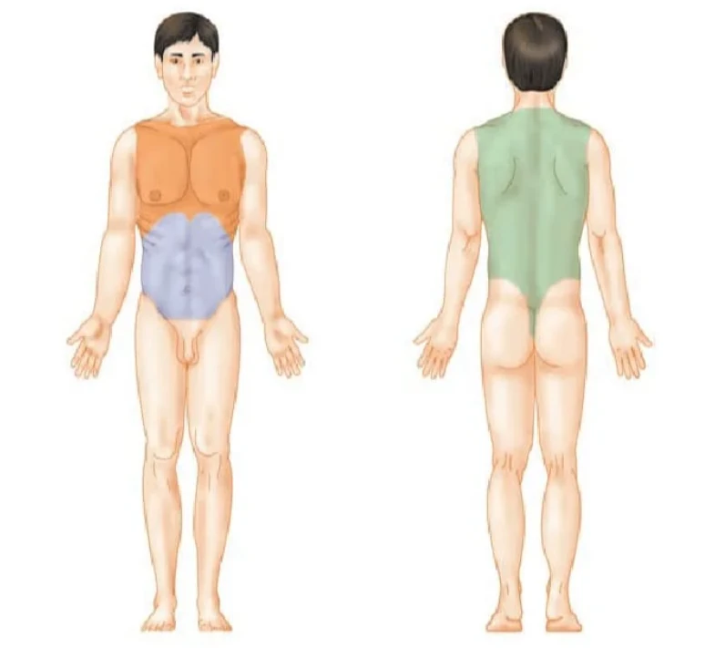 Anatomía y Movimiento